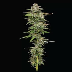 Poddy Mouth > Humboldt Seed Company